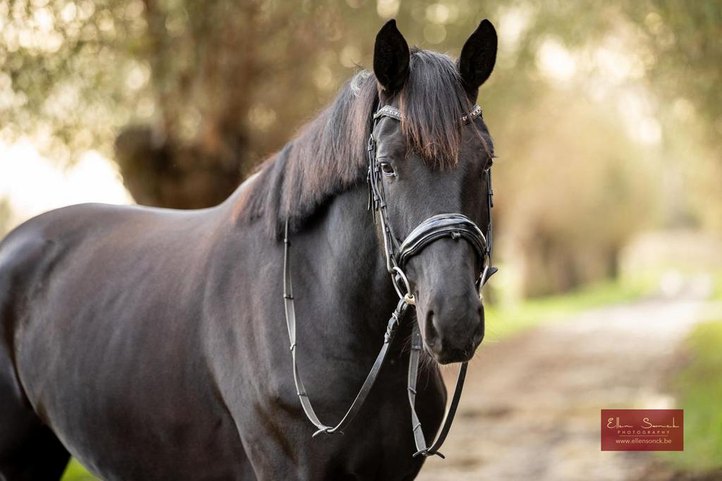 Belofte volle dressuur merrie (kwaliteit,souplesse,..,..), Dieren en Toebehoren, Paarden, Merrie, Met stamboom, Dressuurpaard