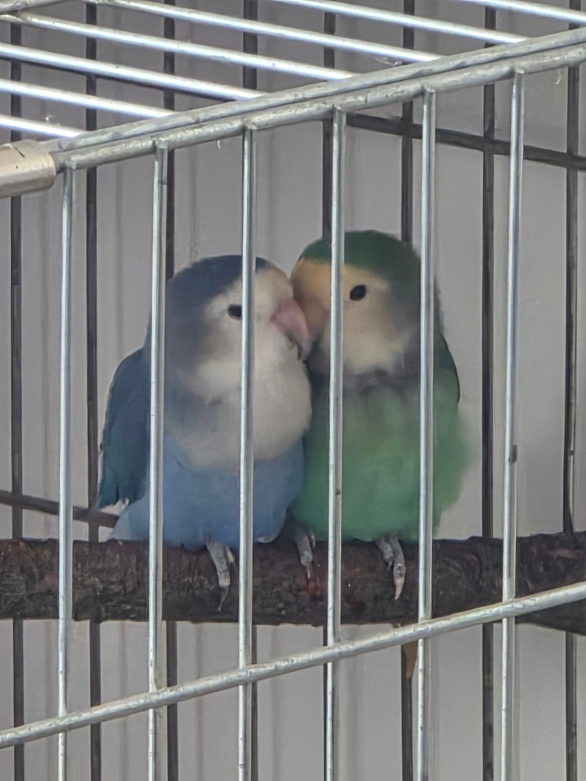 Koppel Dwergpapegaaien (Lovebirds) + Kooi Gezond Actief, Dieren en Toebehoren