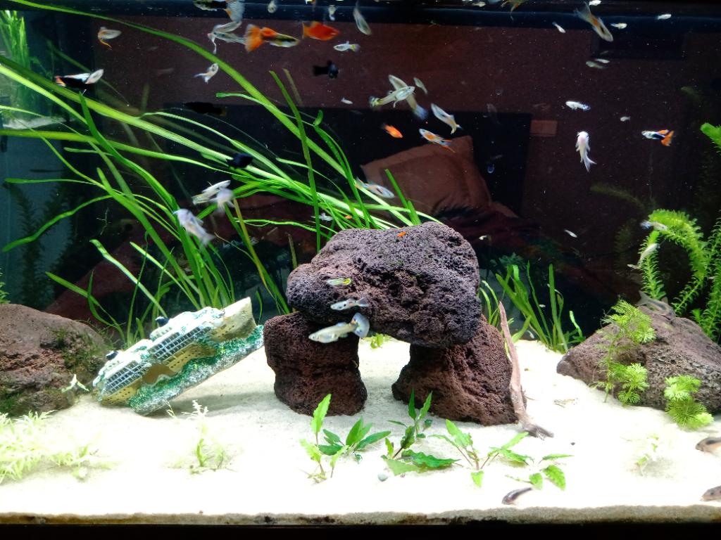 Aquarium 180l (Juwel), Dieren en Toebehoren, Vissen | Aquaria en Toebehoren, Ophalen, Gebruikt, Gevuld zoetwateraquarium, Juwel