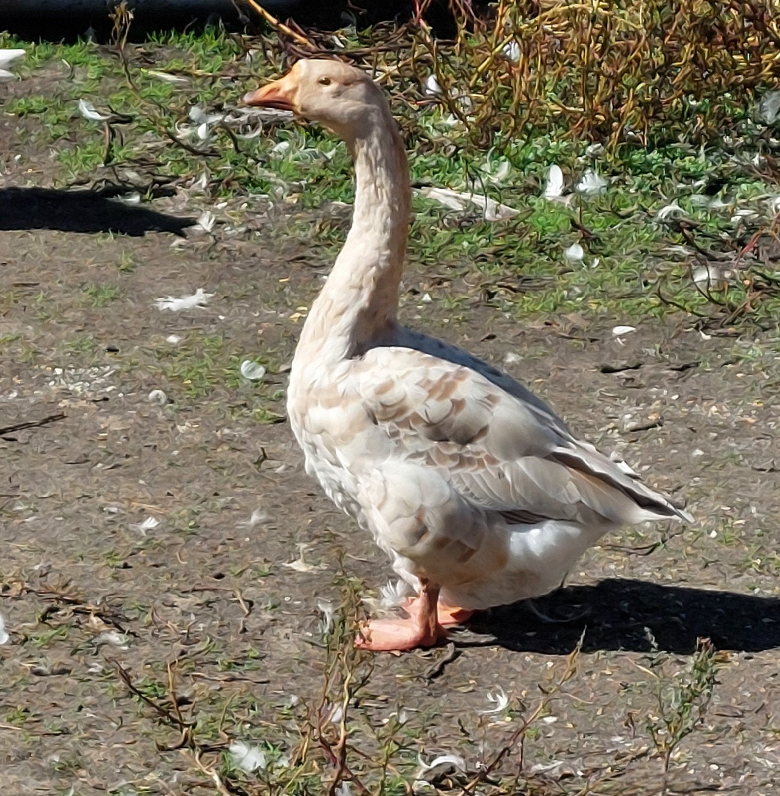 Nog zeldzame buff kleurige knobbelgans vrouw, Dieren en Toebehoren, Vrouwelijk, Gans of Zwaan