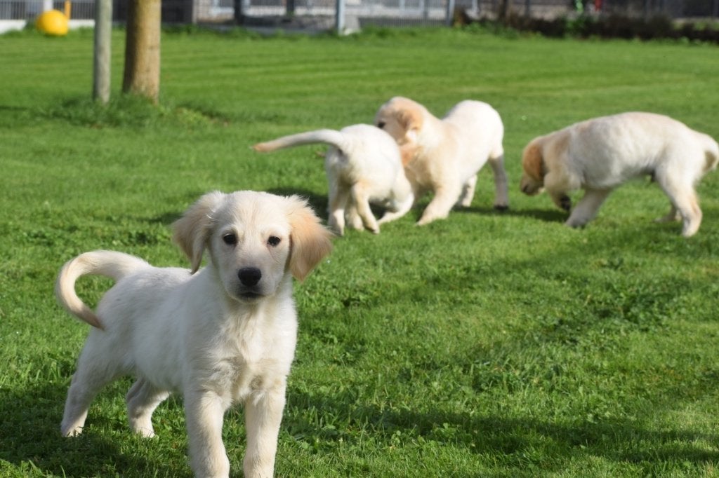 Golden retriever pups, Golden retriever, België, 8 tot 15 weken, Meerdere