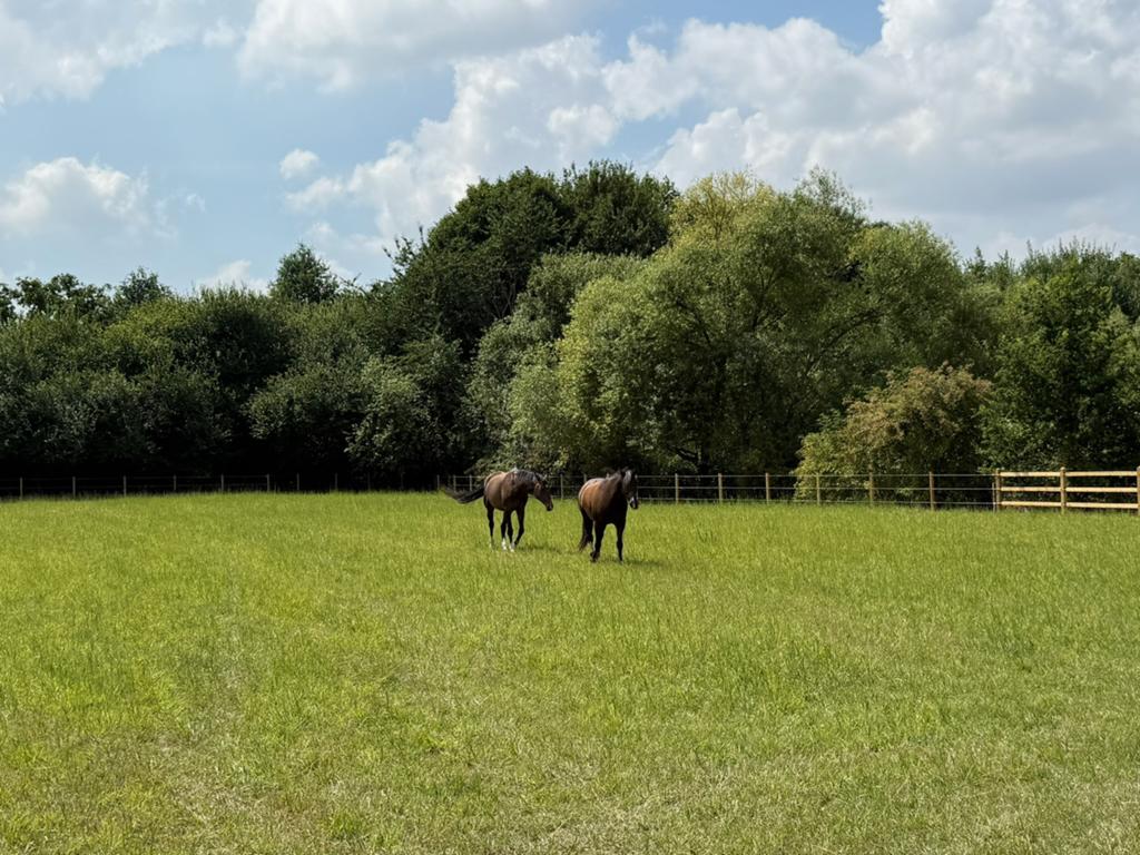 Weidepension aangeboden Landen/Gingelom, Animaux & Accessoires, Box & Pâturages, Mise à l'étable, Pâturage, 1 cheval ou poney