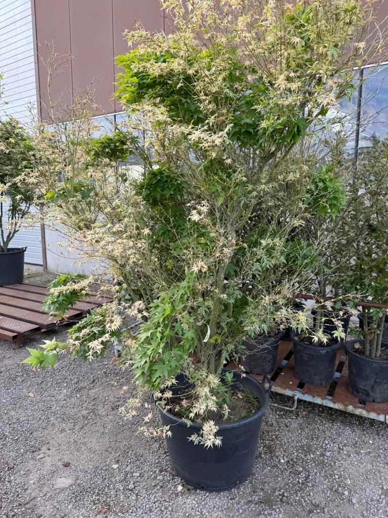 Esdoorn 2 meter, Tuin en Terras, Planten | Struiken en Hagen, Ophalen, Esdoorn