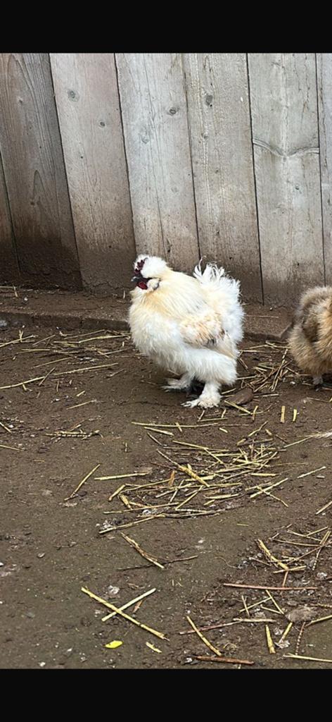 Usa zijdehoen haantje, Dieren en Toebehoren