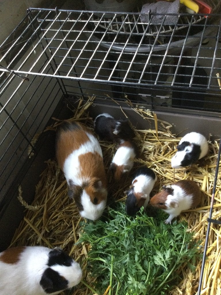Cavia’s, Juin, Domestique, Cobaye, Sexe inconnu