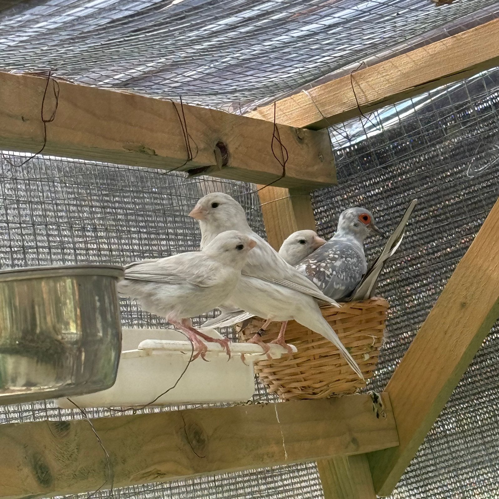 Kanaries, Dieren en Toebehoren, Vogels | Overige Vogels