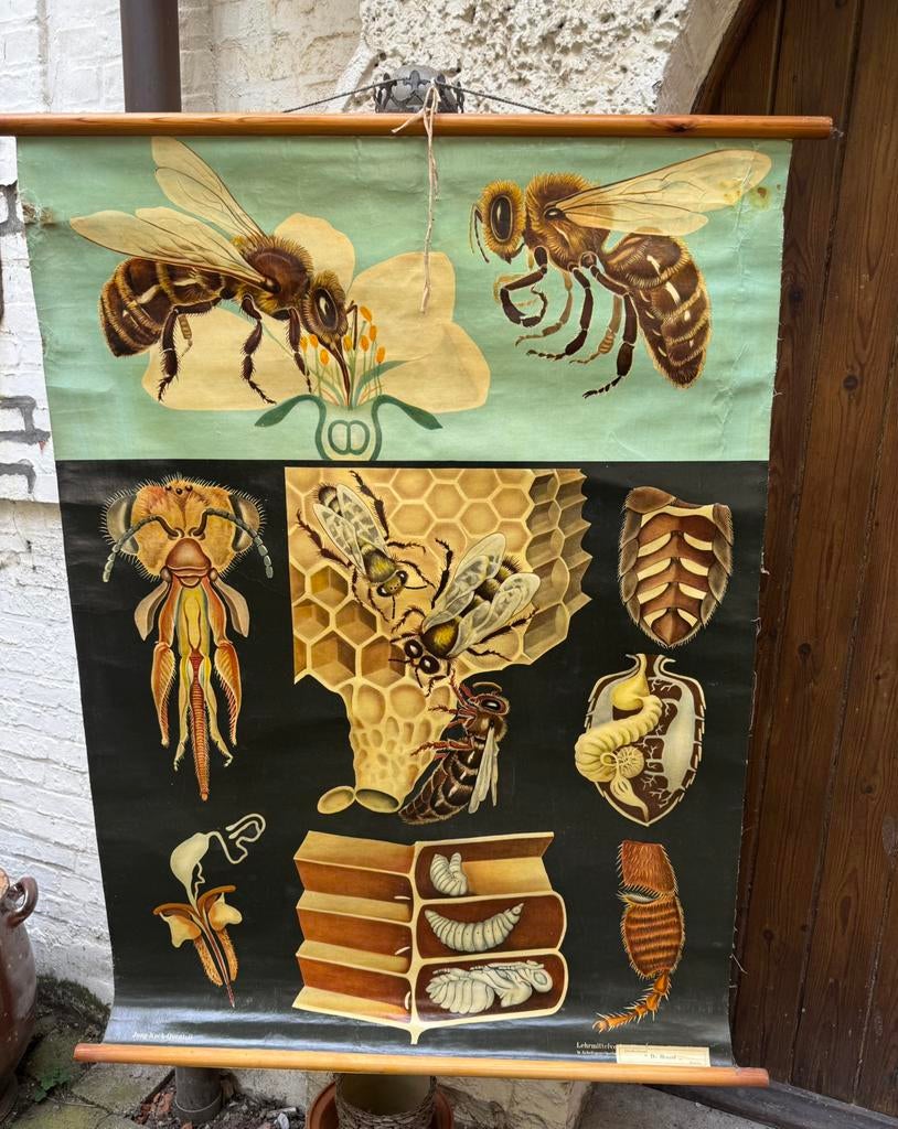 7 oude schoolplaten te koop, Antiek en Kunst, Ophalen, Natuur en Biologie