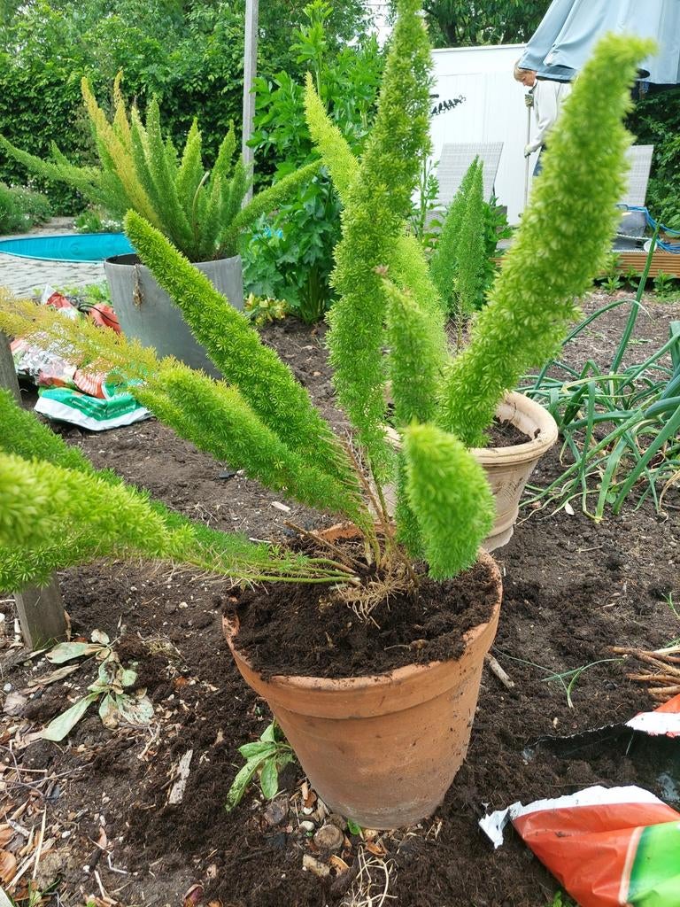 Asparagus densiflirus, Tuin en Terras, Planten | Tuinplanten, Ophalen