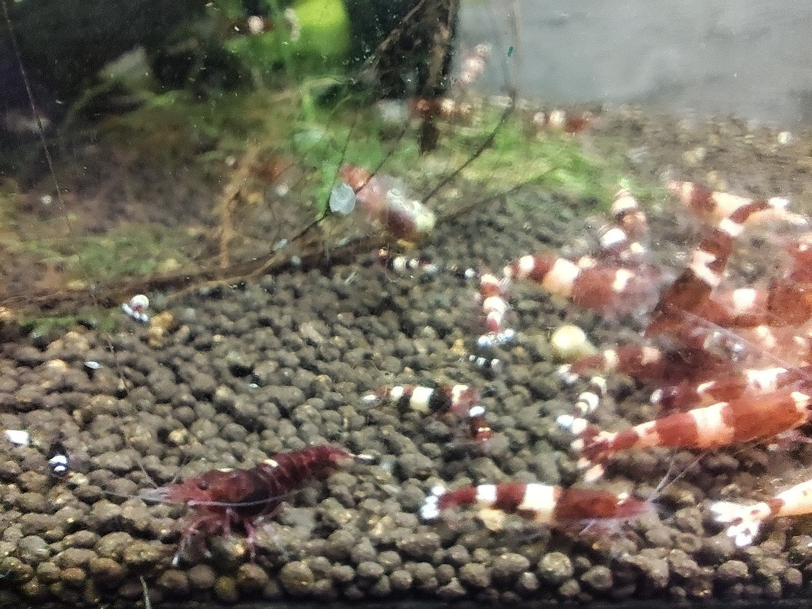 crevettes caridina King kong red, Animaux & Accessoires, Enlèvement ou Envoi