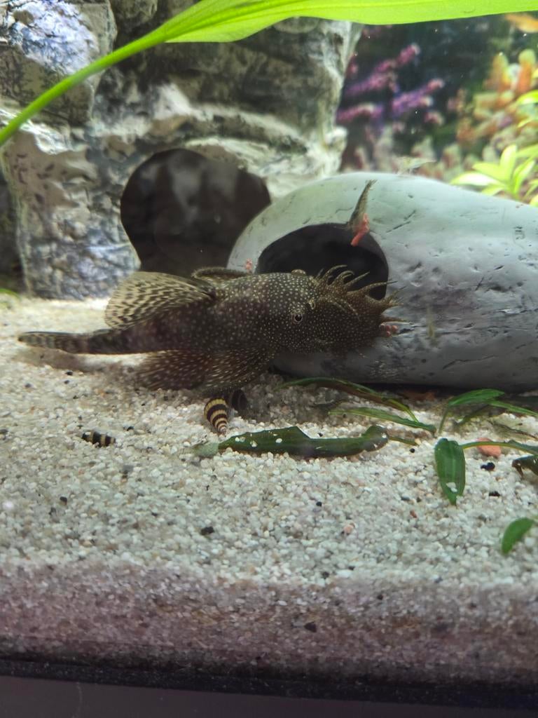 Verschillende warm water vissen, garnalen en slakken te koop, Dieren en Toebehoren