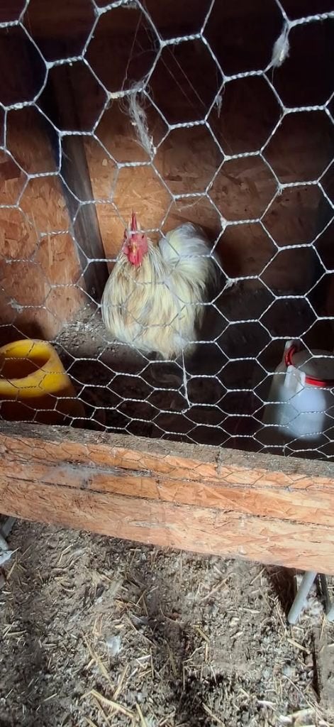Cochin krielen, Plusieurs animaux, Poule ou poulet