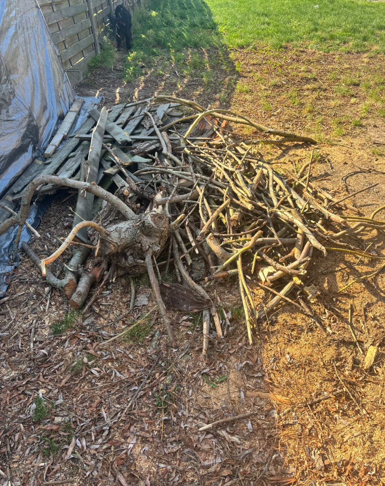 Gratis brandhout (takken, stam, hout omheining), Enlèvement, Branches