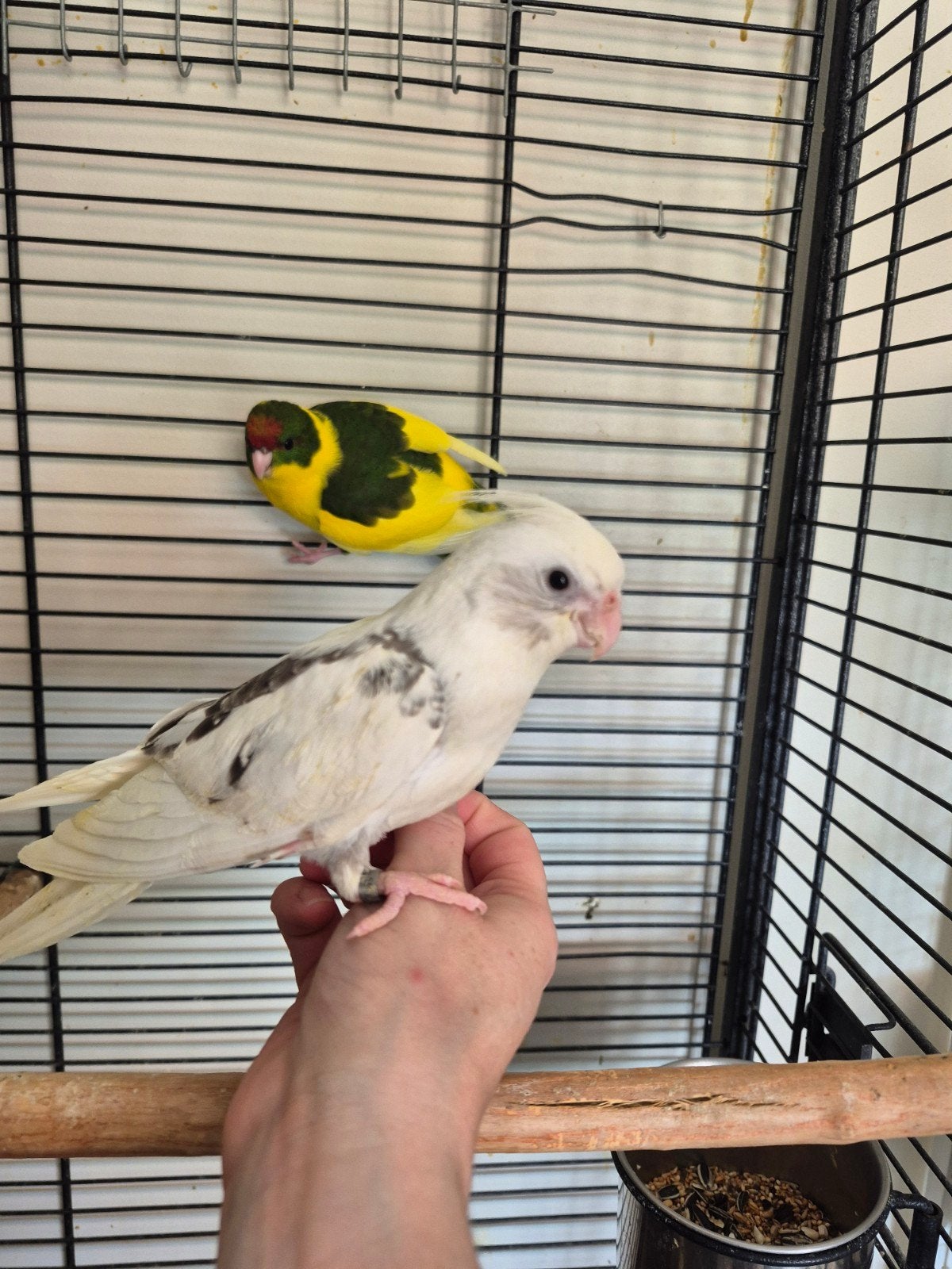bebe eam, Dieren en Toebehoren, Meerdere dieren, Parkiet, Geringd