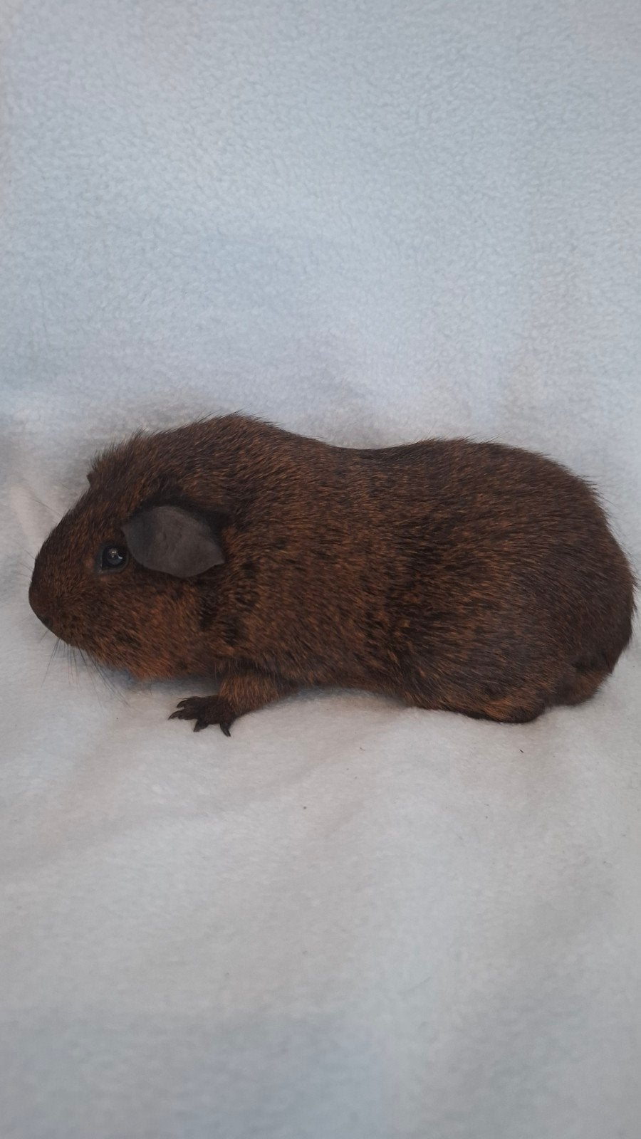 Goudagouti beertje, Dieren en Toebehoren, Cavia, Mannelijk, Januari, Tam
