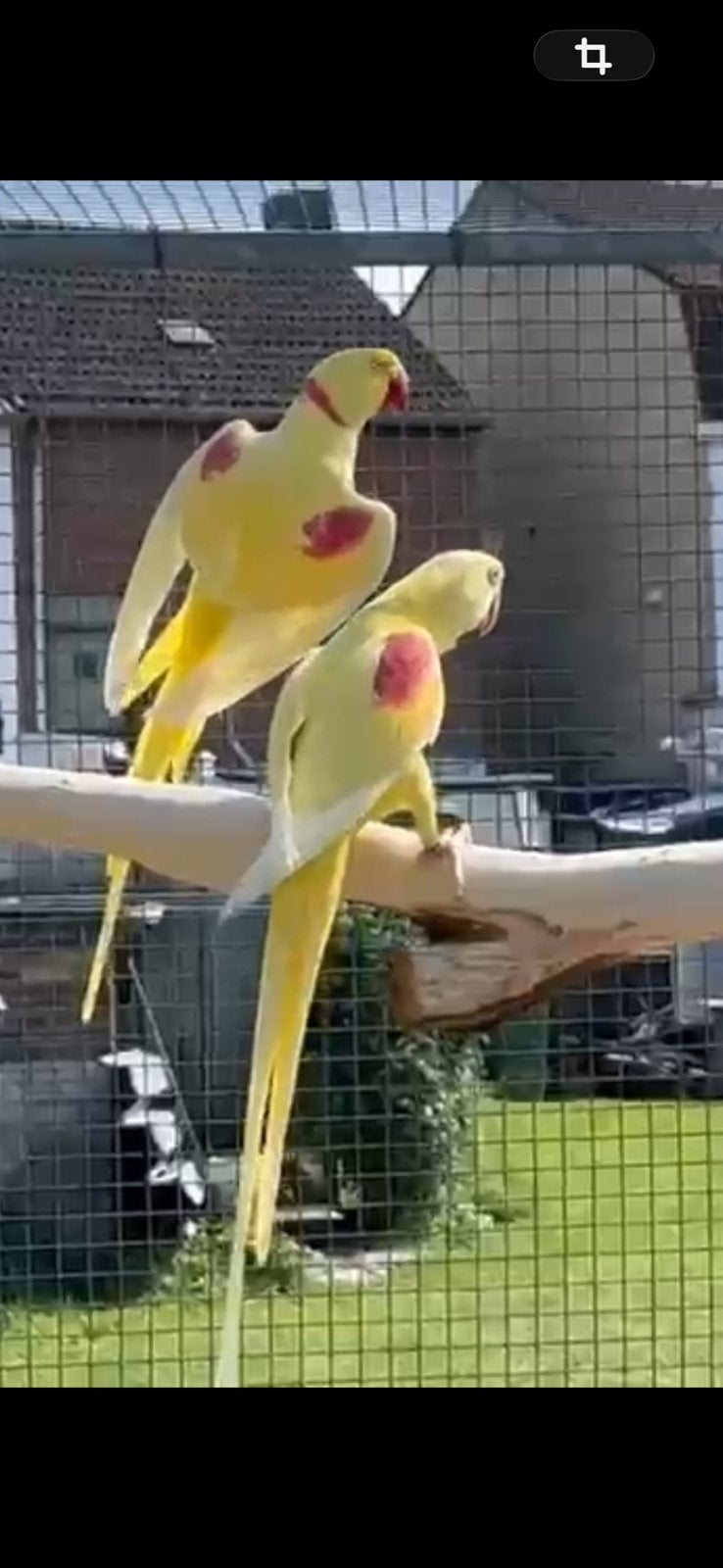 Alexanders, Dieren en Toebehoren, Vogels | Parkieten en Papegaaien, Meerdere dieren, Parkiet, Geringd