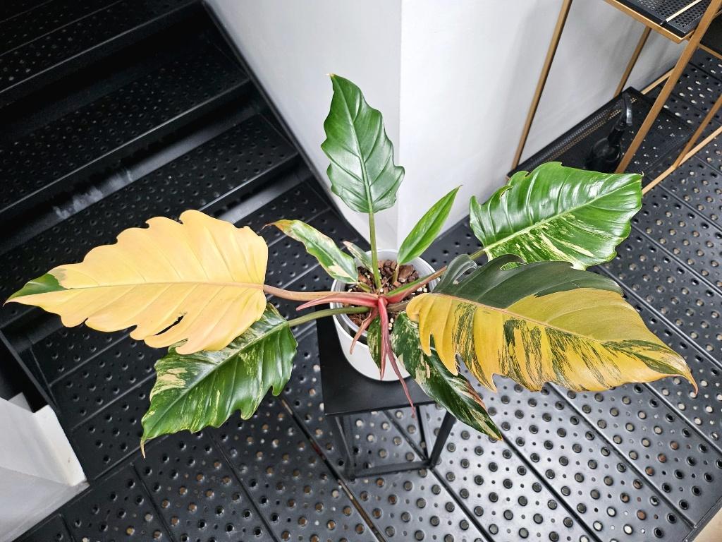Philodendron Caramel Marble, Huis en Inrichting, Kamerplanten, Overige soorten, Minder dan 100 cm, Groene kamerplant, Halfschaduw