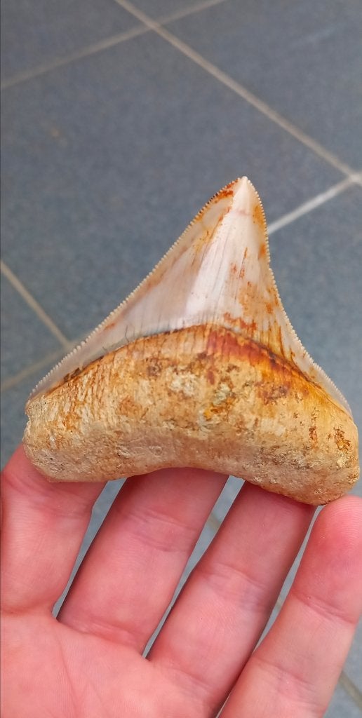 Posterior Megalodon haaientand fossiel, Ophalen of Verzenden, Fossiel
