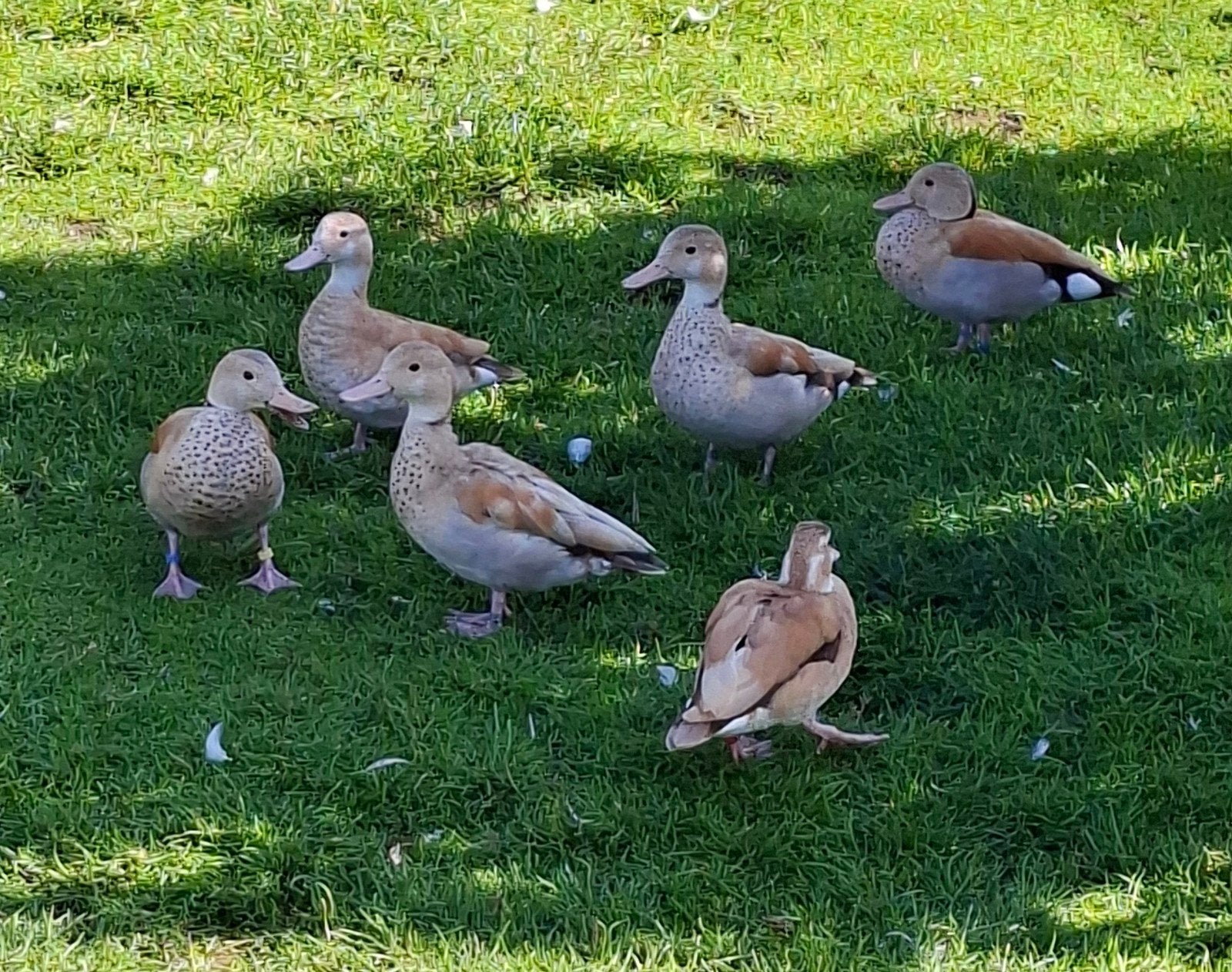 blonde roodschoudertaling, Dieren en Toebehoren