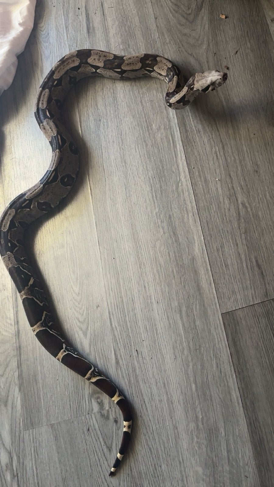 boa constrictor constrictor Guyana, Serpent