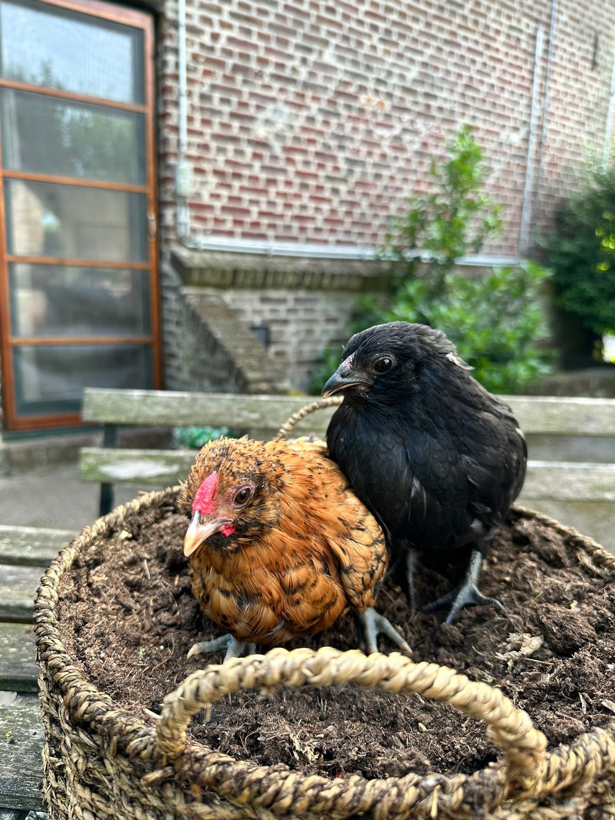 Couple de bébés barbus d'Anvers, Animaux & Accessoires