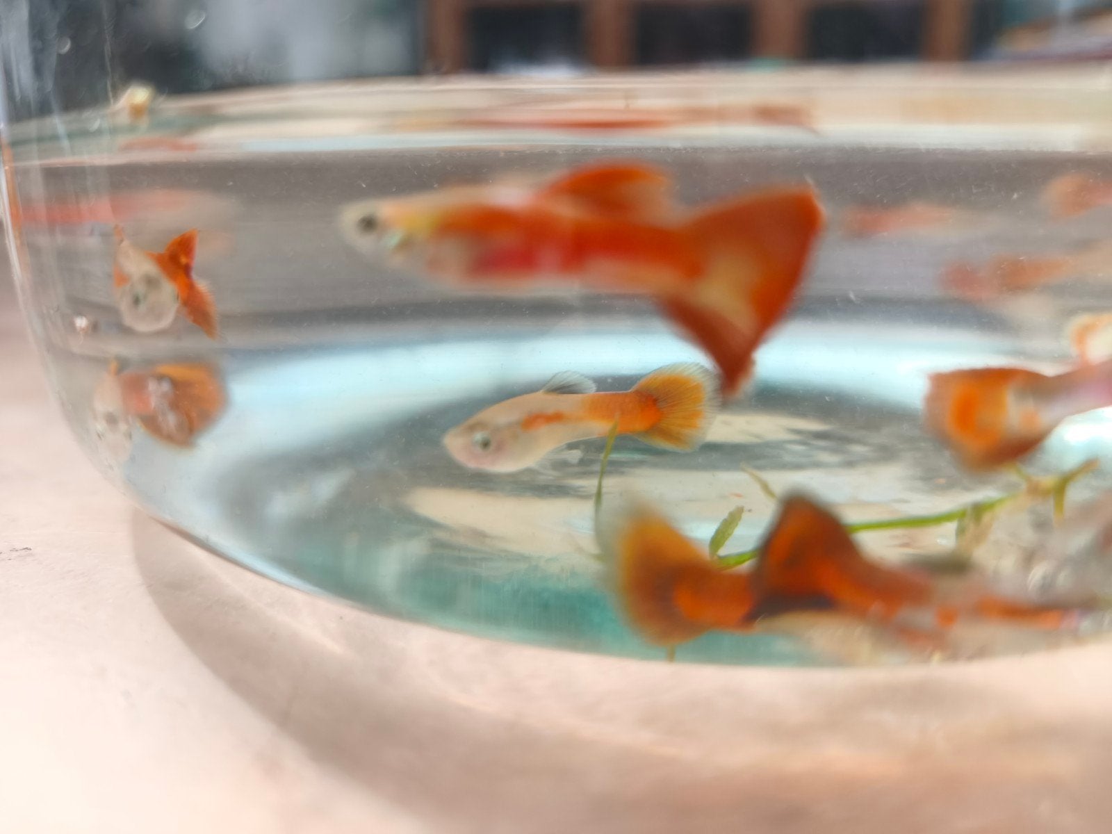 Mannelijke guppy's, Dieren en Toebehoren, Vissen | Aquariumvissen