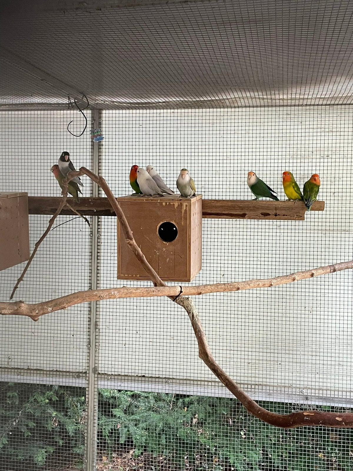 Échange/Acheter/Vendre des perroquets pygmées, Plusieurs animaux, Perroquet nain ou Inséparable, Domestique