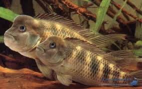 Steatocranus casuarius