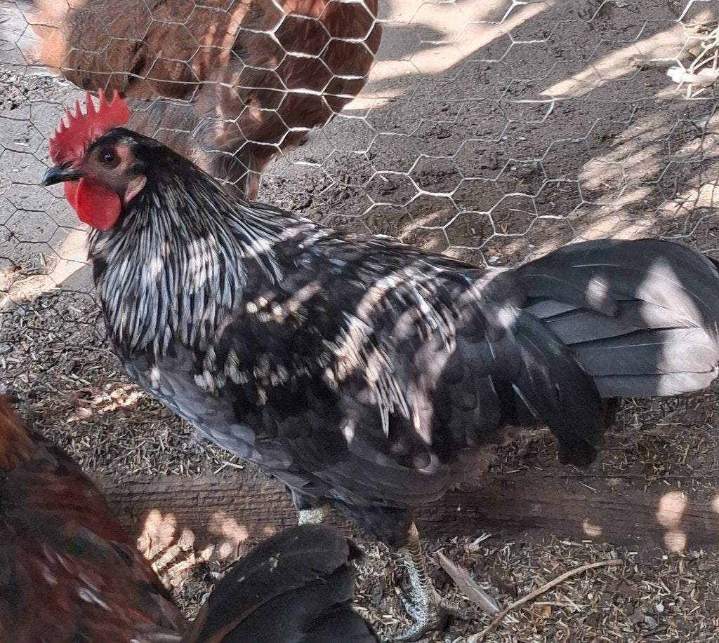 Silverudd Blue haantje en Marans en Welsumer haantjes, Animaux & Accessoires, Volatiles, Mâle, Poule ou poulet