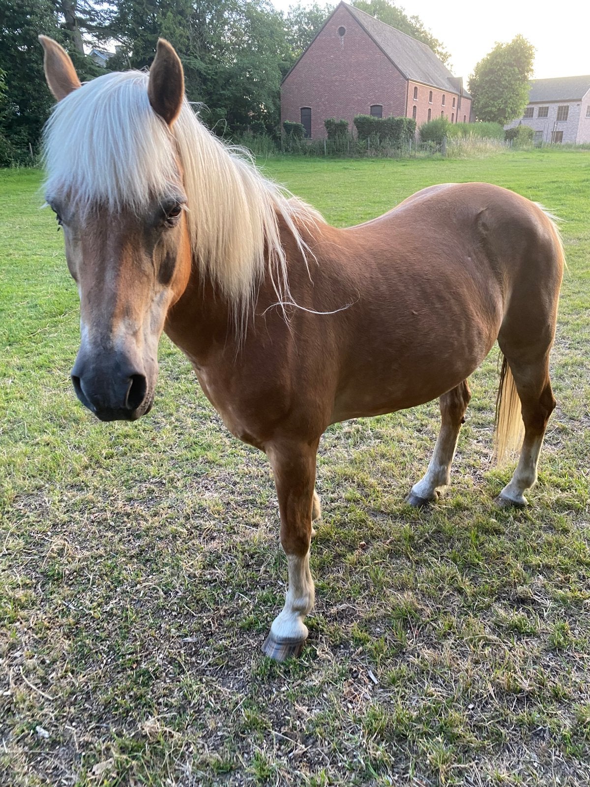 Haflingermerrie, Dieren en Toebehoren, Paarden, Merrie, Zadelmak, 11 jaar of ouder, Recreatiepaard, Ontwormd, Ingeënt