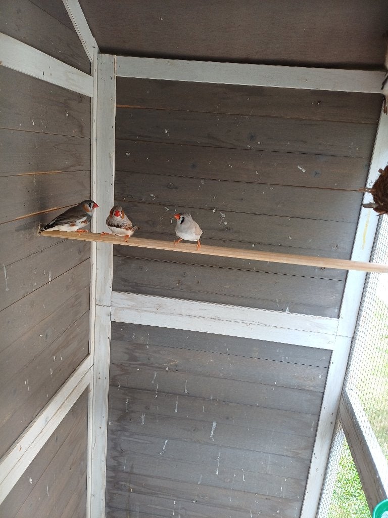 Zebravinken te koop, Plusieurs animaux, Oiseau tropical