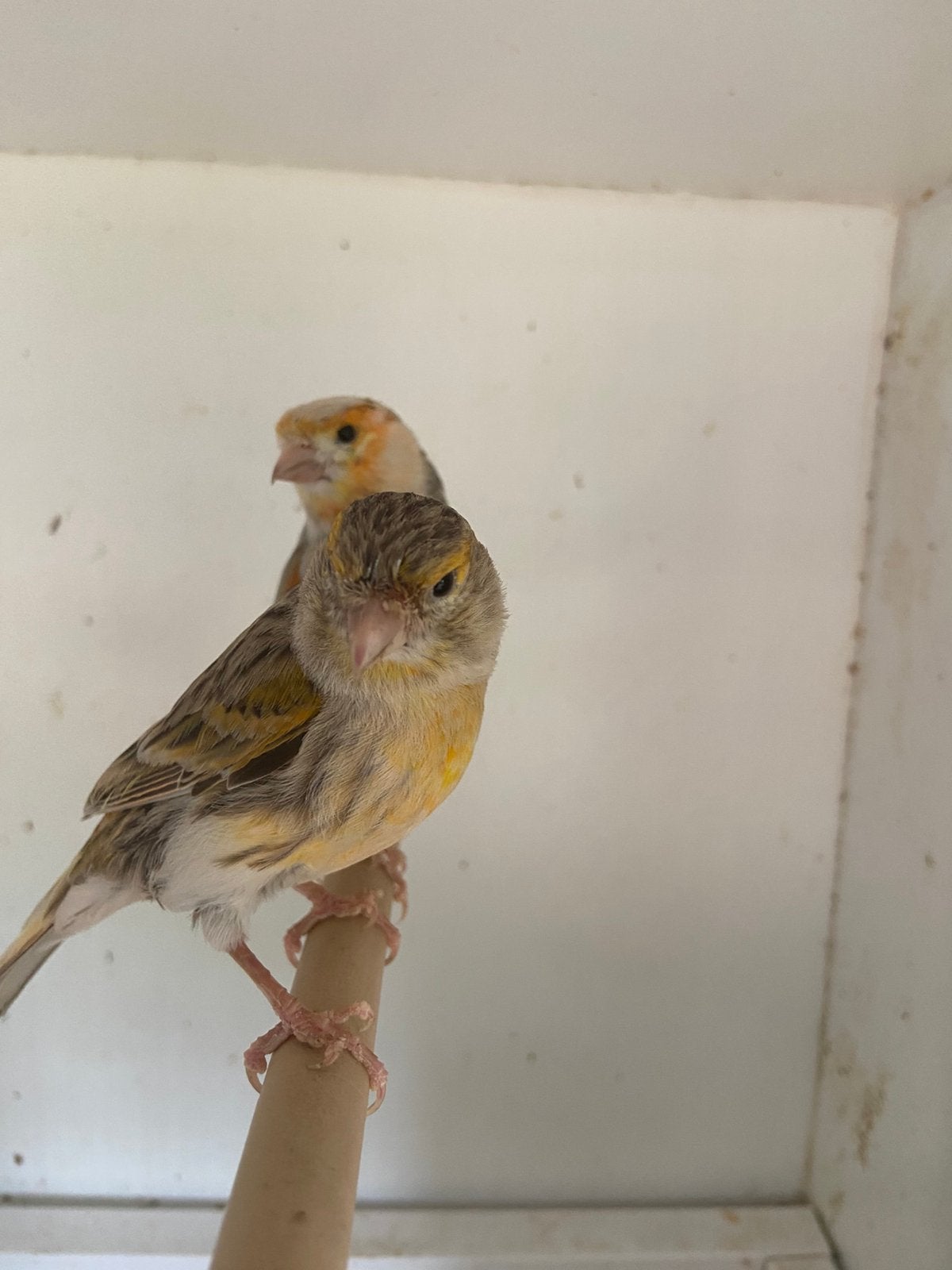 Bonte kanarie koppel, Meerdere dieren, Zangkanarie