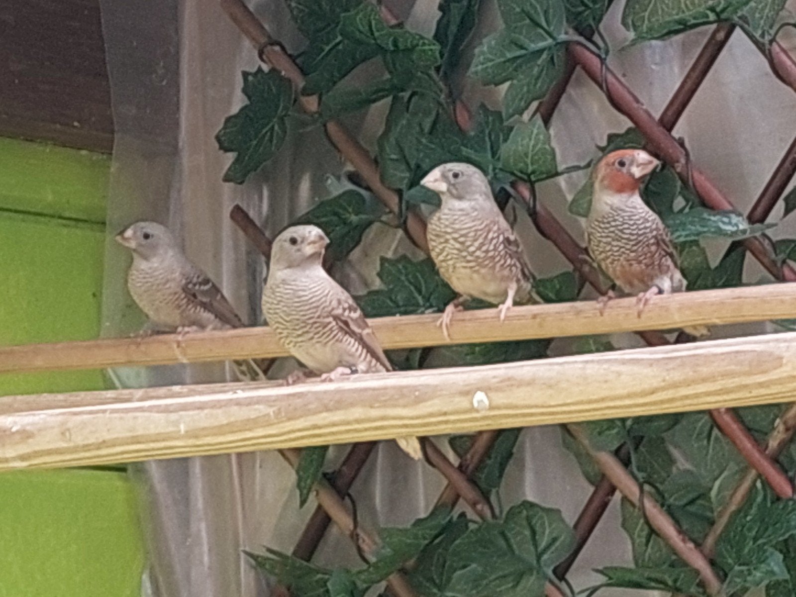 Roodkop amadine, Animaux & Accessoires, Oiseaux | Oiseaux Autre