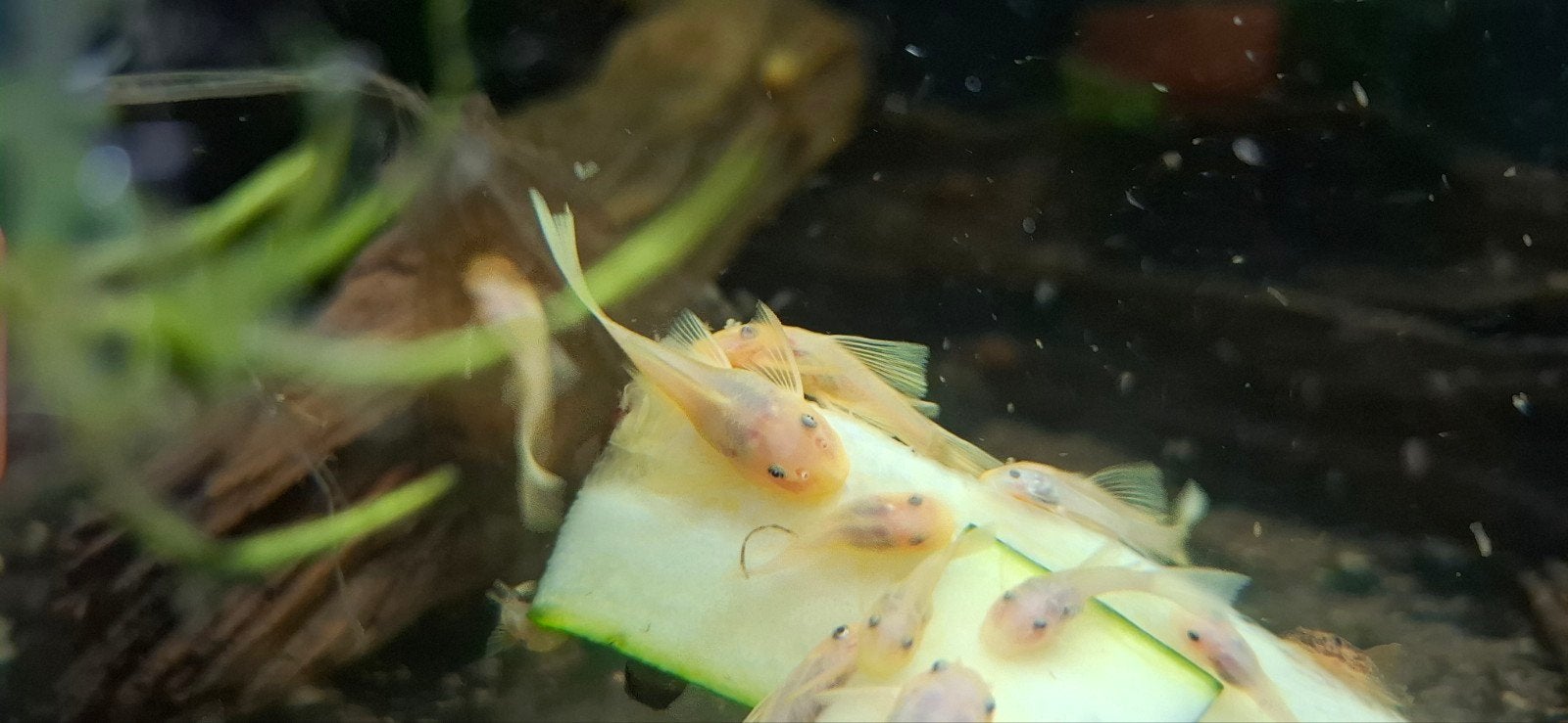 L144 Longfin blue eye lemon, Poisson, Poisson d'eau douce