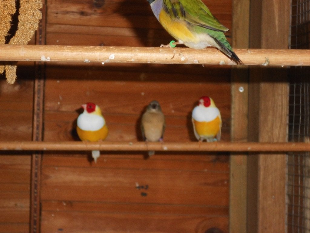 vogel, Dieren en Toebehoren, Meerdere dieren