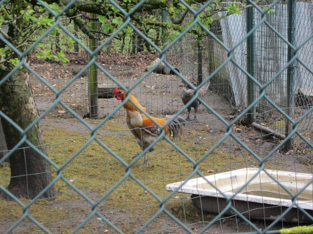 Trio Brugse vechters, Dieren en Toebehoren, Pluimvee, Meerdere dieren, Kip