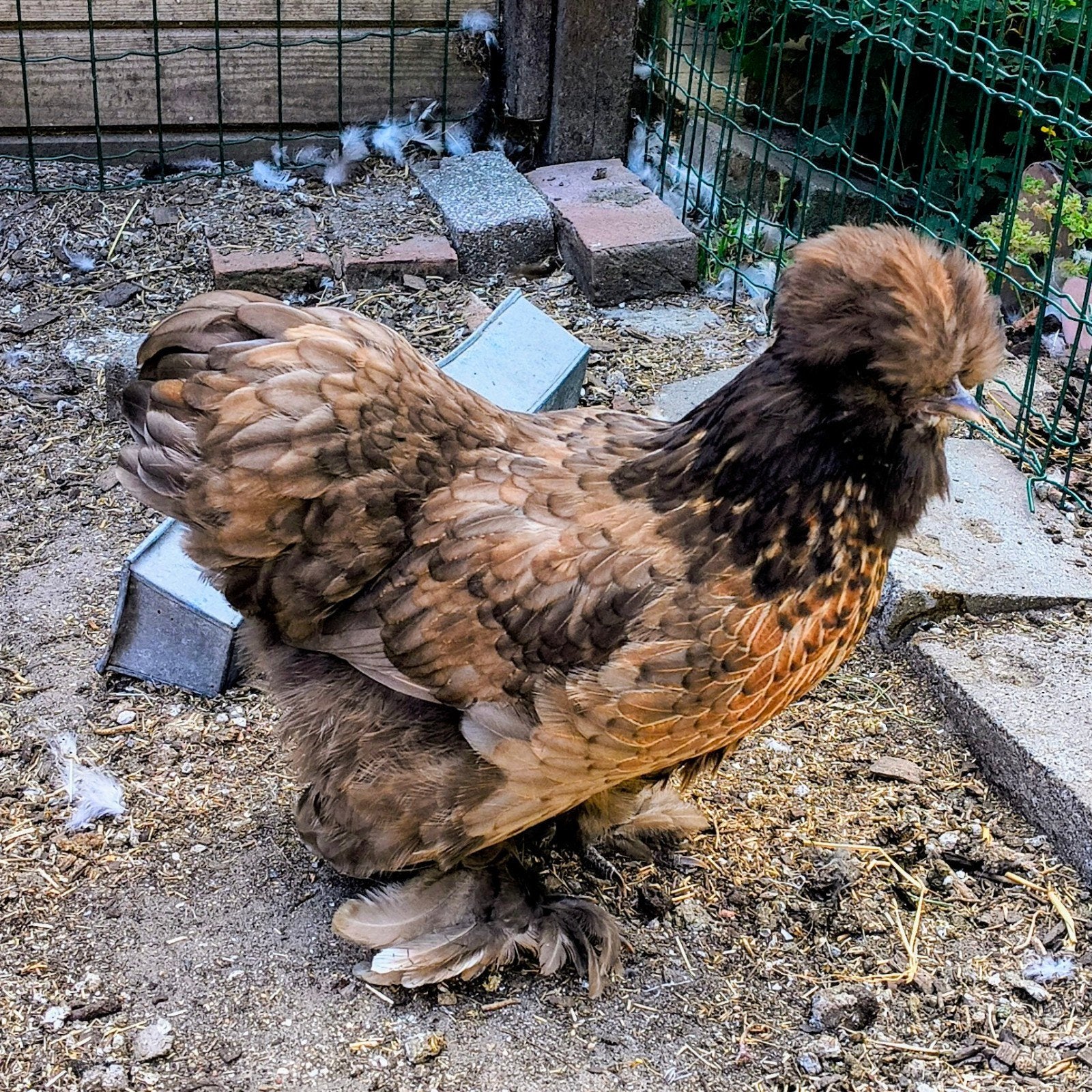 zijdehoen hennen in gladveer en krul van afgelopen voorjaar, Femelle, Poule ou poulet