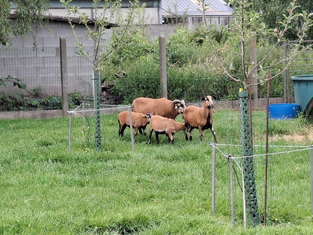Kameroenschapen, Mâle, Mouton, 0 à 2 ans