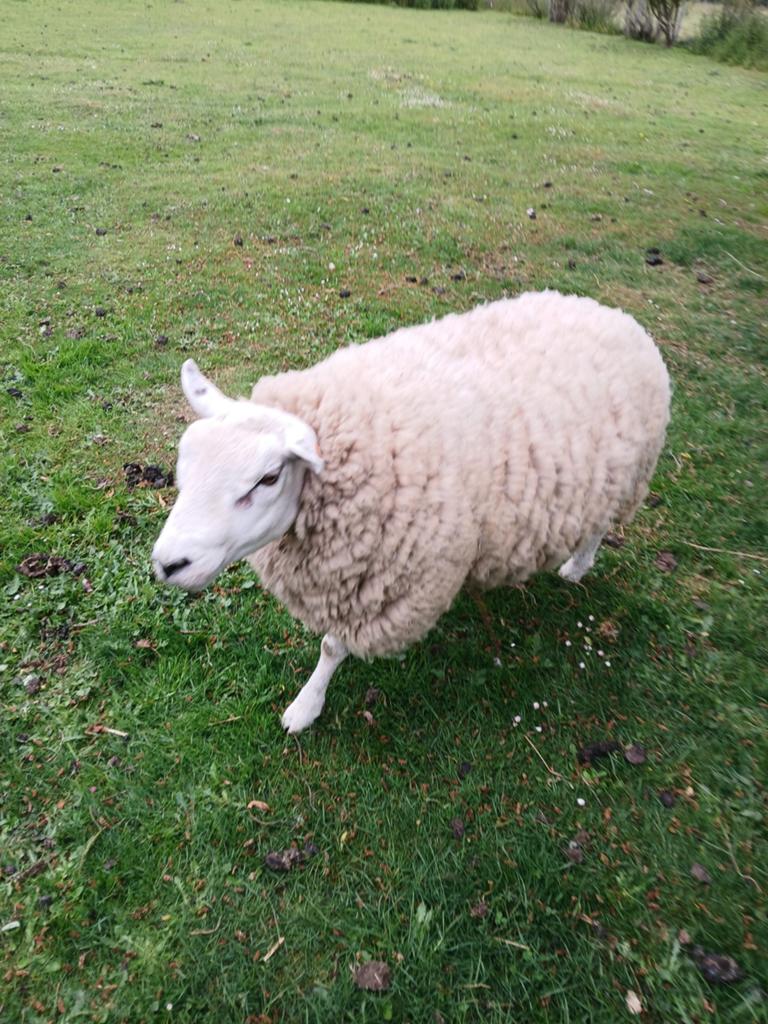 Mouton, Mâle, Mouton, 0 à 2 ans