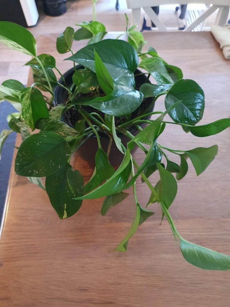 Epipremnum 'Aureum' - Hangplant, Huis en Inrichting, Kamerplanten, Ophalen, Overige soorten, Halfschaduw, Minder dan 100 cm