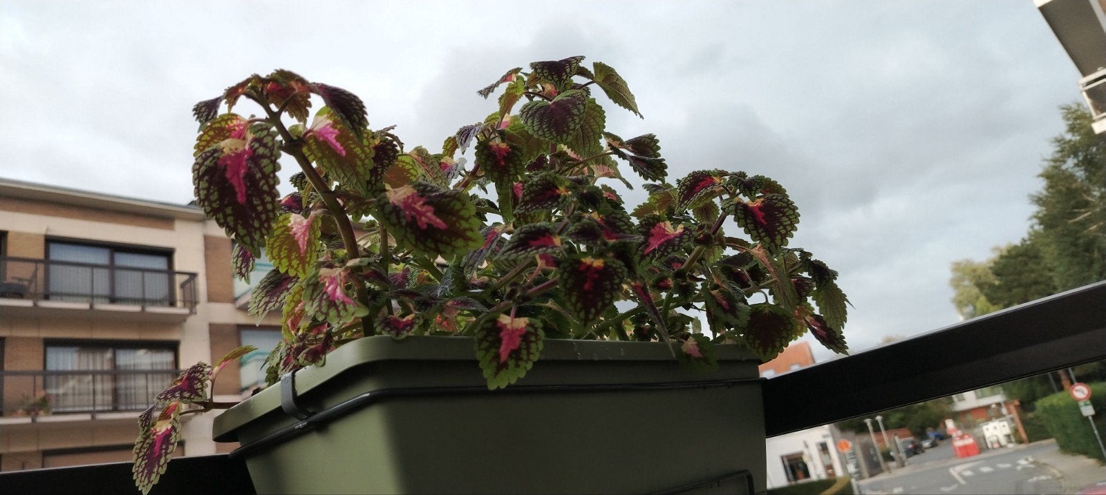 🪴Plantes - boutures _ jeunes Coleus en pot., Enlèvement ou Envoi, Mi-ombre