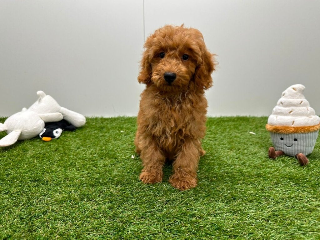 Chiots Maltipoo, Maladie de Carré (chiens), Plusieurs, Belgique, Plusieurs animaux