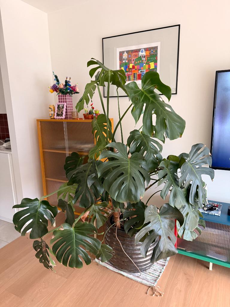 Monstera plant met pot, Enlèvement