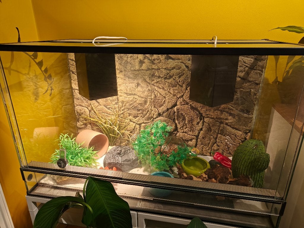 Terrarium, Animaux & Accessoires, Enlèvement, Utilisé, Terrarium ou Paludarium