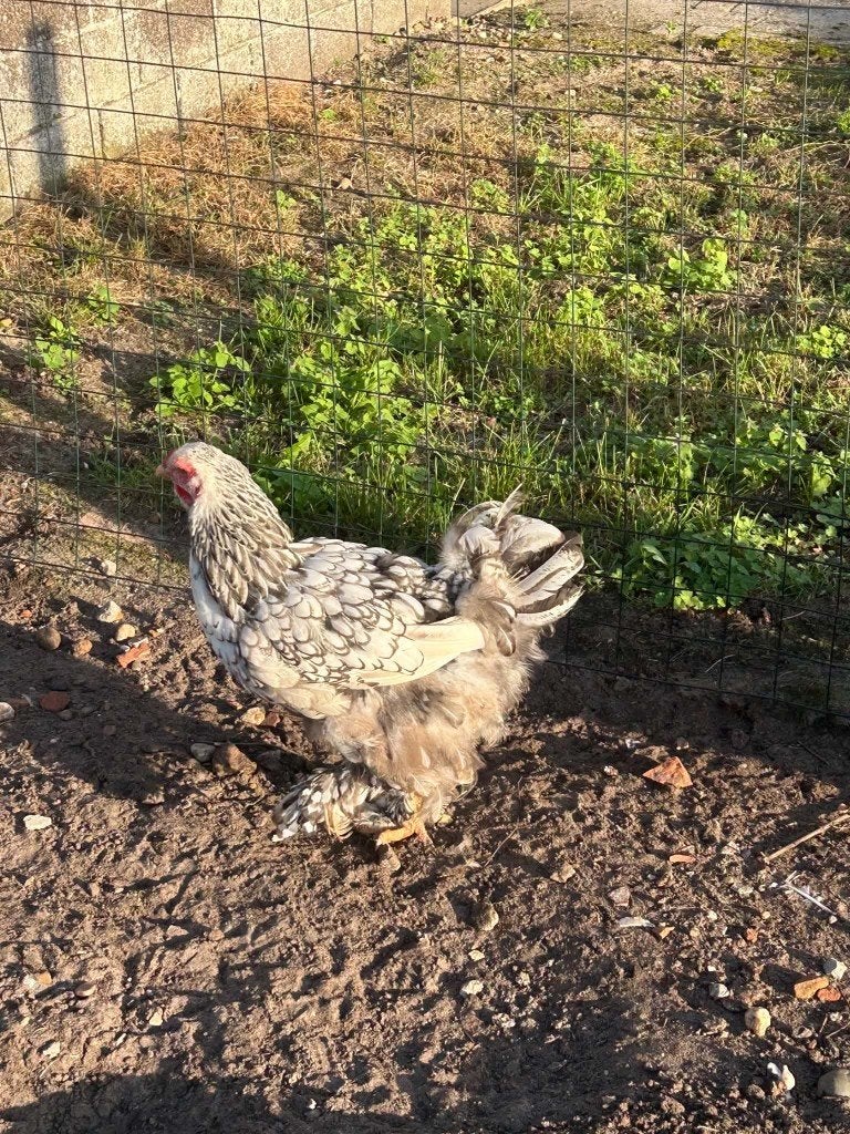 Brahma kippen (zilver/zwart) en haan en Ayam camani haan, Meerdere dieren, Kip