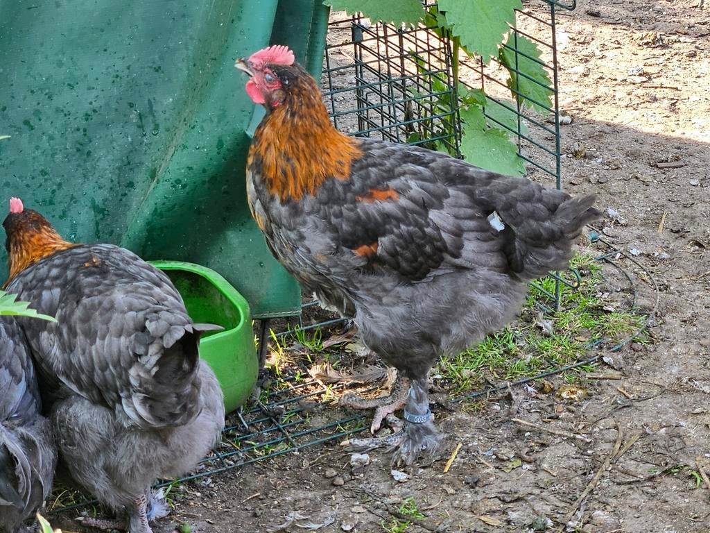 Jong marans haantje, Dieren en Toebehoren, Pluimvee