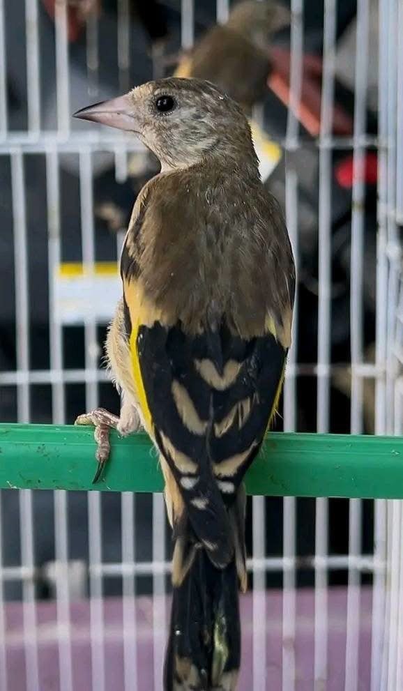 Jeune chardonneret parva, Mâle, Oiseau chanteur sauvage
