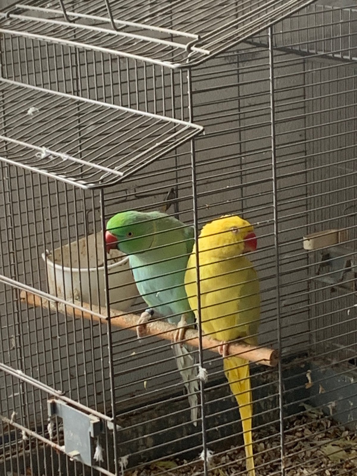 2 halsbandparkieten, Dieren en Toebehoren, Vogels | Parkieten en Papegaaien