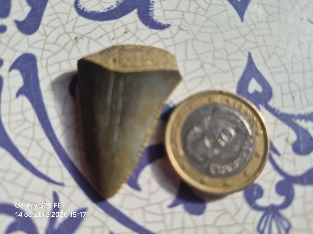 Dent de requin., Collections, Enlèvement ou Envoi, Fossile
