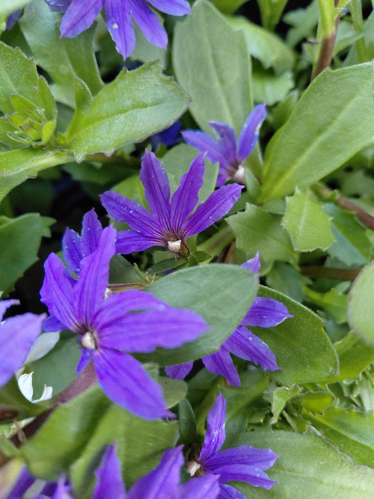 Scaevola in kleuren in PROMO, Enlèvement