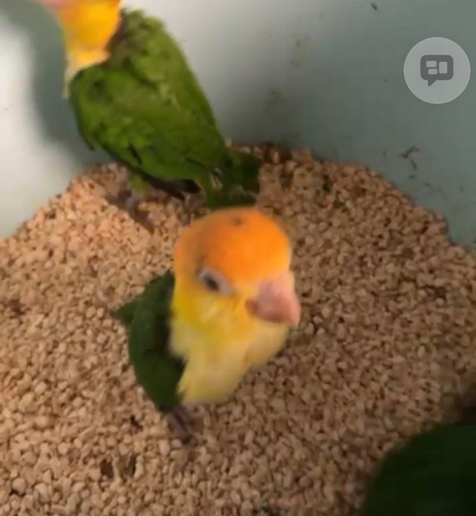 Supper tamme roestkop caiques, Dieren en Toebehoren, Geslacht onbekend, Parkiet, Pratend